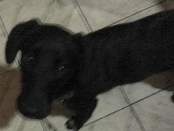 Cachorro raça misturado idade 7 a 11 meses nome Nilo