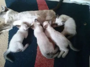 Gato raça  idade 2 a 6 meses nome sem nome