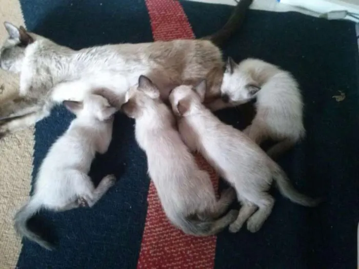 Gato ra a  idade 2 a 6 meses nome sem nome