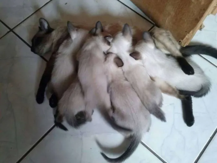 Gato ra a  idade 2 a 6 meses nome sem nome