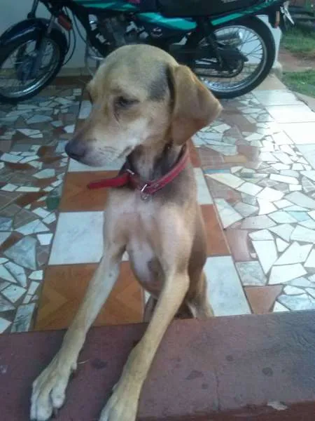 Cachorro ra a vira lata idade 1 ano nome crista