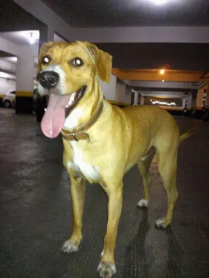 Cachorro raça SRD idade 2 anos nome Xico