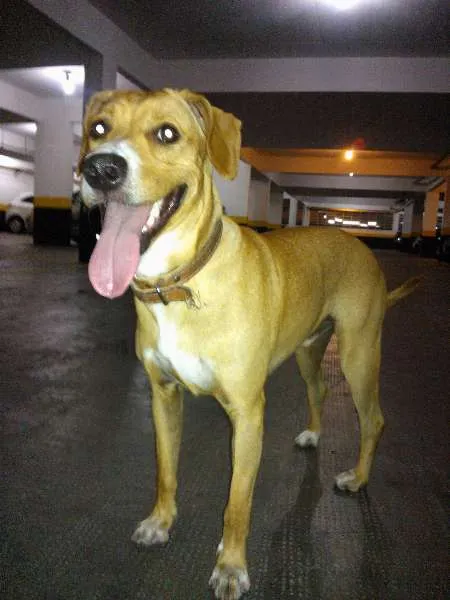 Cachorro ra a SRD idade 2 anos nome Xico