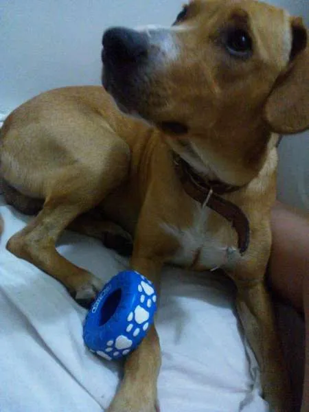 Cachorro ra a SRD idade 2 anos nome Xico