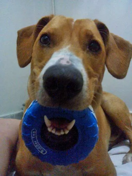 Cachorro ra a SRD idade 2 anos nome Xico