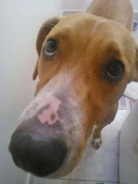 Cachorro ra a SRD idade 2 anos nome Xico