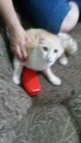 lelo
