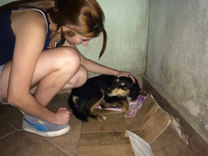 Cachorro ra a SRD idade 2 anos nome Sem nome