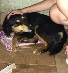 Cachorro ra a SRD idade 2 anos nome Sem nome