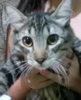 NEGUINHO