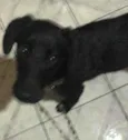 Cachorro raça misturado idade 7 a 11 meses nome Nilo