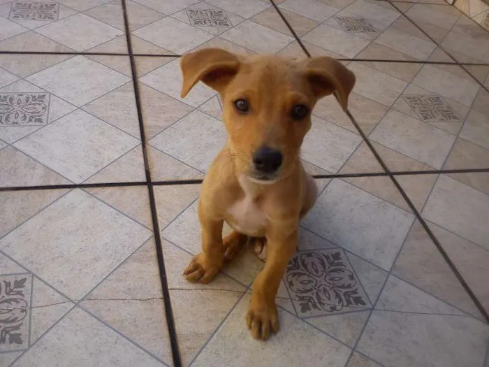 Cachorro raça VIRA LATA idade 2 a 6 meses nome ELVIS