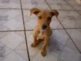 ELVIS