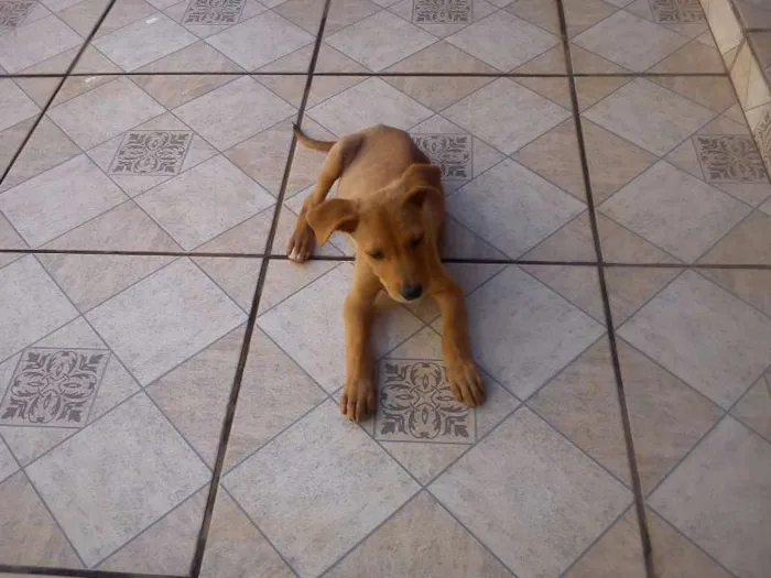 Cachorro raça VIRA LATA idade 2 a 6 meses nome ELVIS