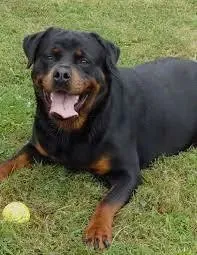 Cachorro raça Rottweiler idade 1 ano nome Argos GRATIFICA