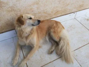 Cachorro raça mix de labrador idade 2 anos nome Mel