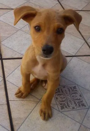 Cachorro raça VIRA LATA idade 2 a 6 meses nome ELVIS