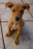ELVIS