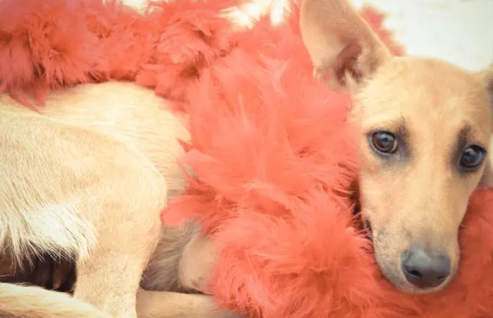 Cachorro ra a SRD idade 3 anos nome Belinha