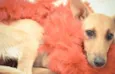 Belinha