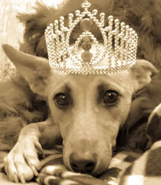 Cachorro ra a SRD idade 3 anos nome Belinha