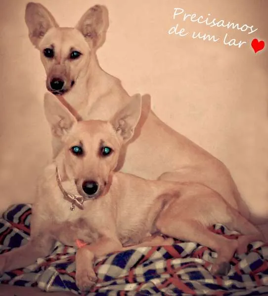 Cachorro ra a SRD idade 3 anos nome Belinha
