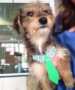 Cachorro raça sem raça definida idade 2 anos nome Bidu