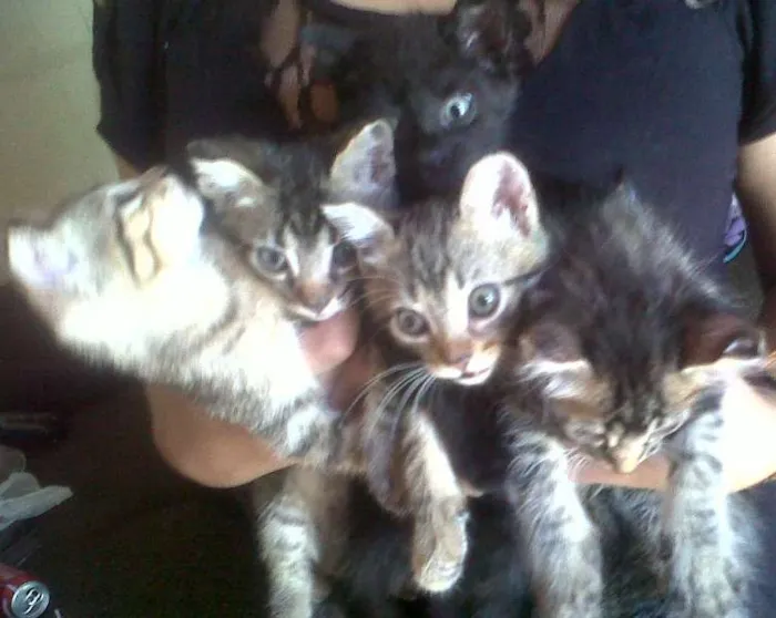 Gato ra a comum idade 2 a 6 meses nome gatinhos lindos
