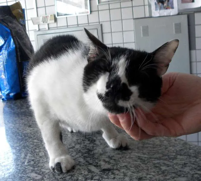 Gato ra a SRD idade 2 anos nome Bernardo