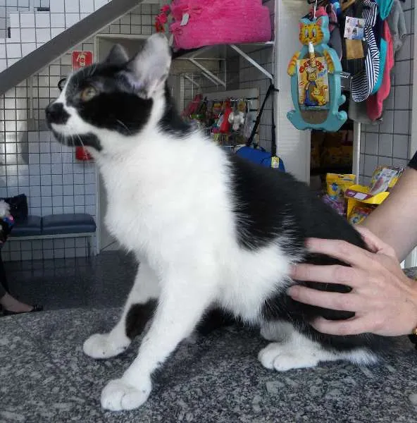 Gato ra a SRD idade 2 anos nome Bernardo