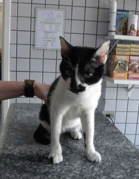 Gato ra a SRD idade 2 anos nome Bernardo