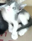 Sofia