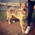 Laika