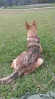Laika
