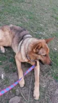 Laika
