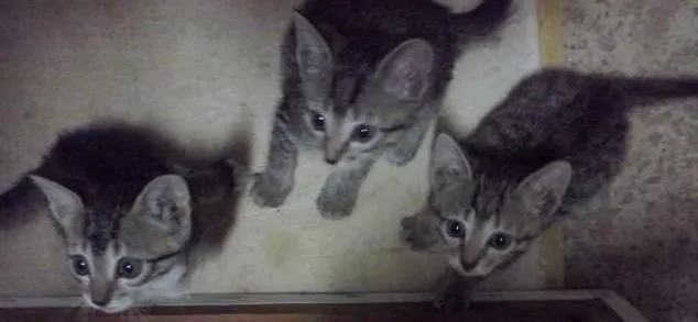 Gato raça  idade Abaixo de 2 meses nome SEM NOME