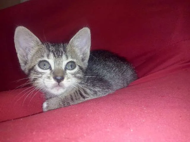 Gato raça  idade Abaixo de 2 meses nome SEM NOME