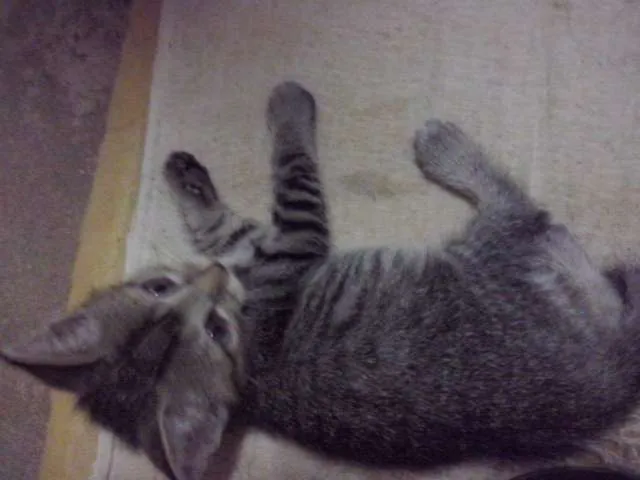 Gato raça  idade Abaixo de 2 meses nome SEM NOME