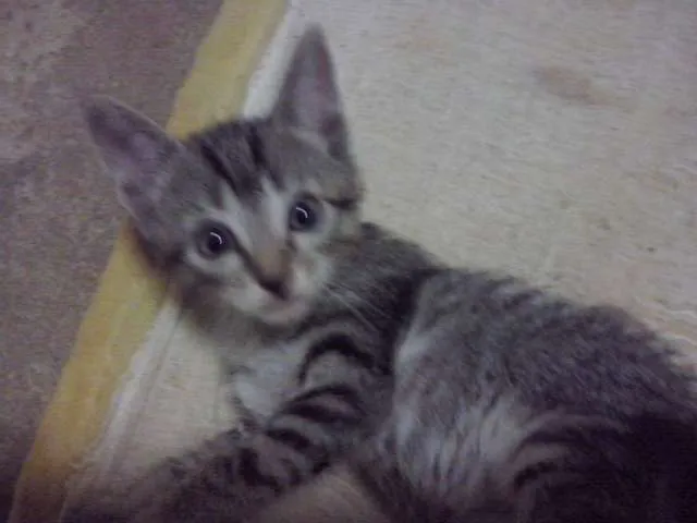 Gato raça  idade Abaixo de 2 meses nome SEM NOME