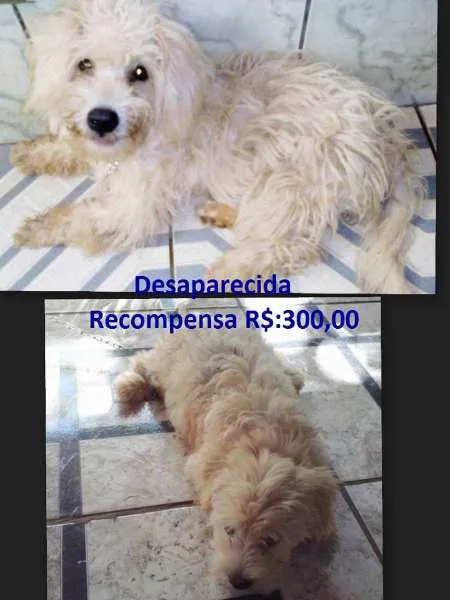 Cachorro ra a Poodle idade 2 a 6 meses nome Kiara