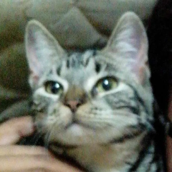 Gato ra a rnd idade 2 a 6 meses nome minerva