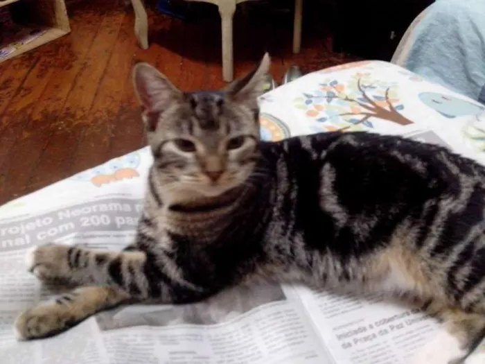 Gato ra a rnd idade 2 a 6 meses nome minerva