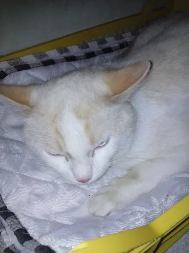 Gato ra a SRD idade 7 a 11 meses nome ZEUS