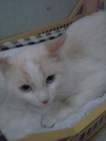 Gato ra a SRD idade 7 a 11 meses nome ZEUS