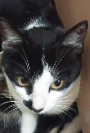 Gato raça  idade 3 anos nome Nina