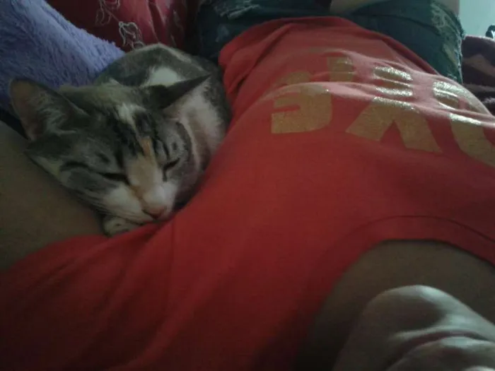 Gato ra a Nenhuma idade 2 anos nome Rebeca e Dark