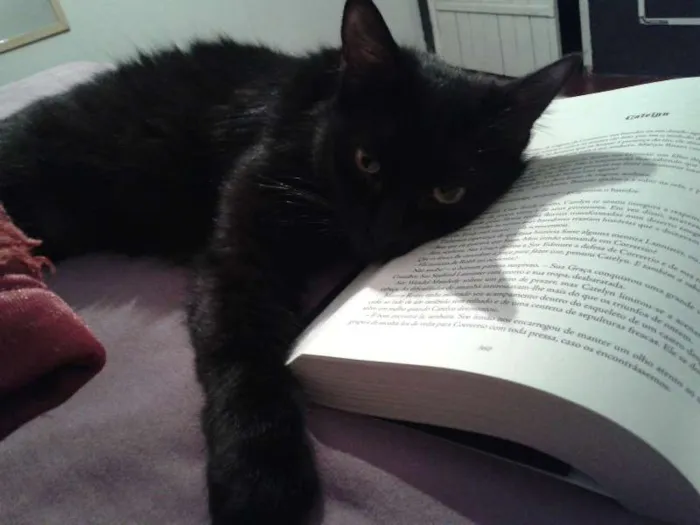 Gato ra a Nenhuma idade 2 anos nome Rebeca e Dark