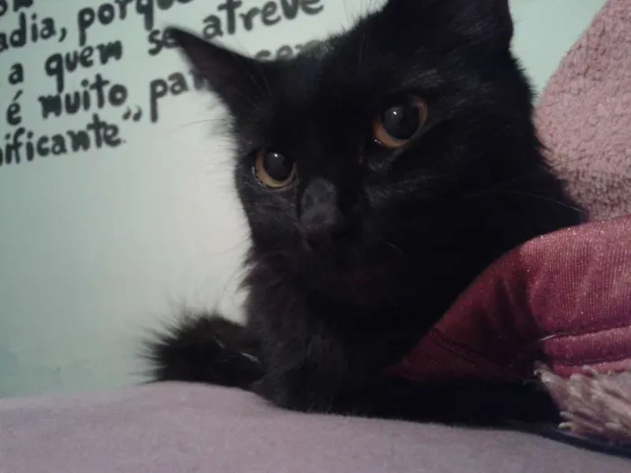 Gato ra a Nenhuma idade 2 anos nome Rebeca e Dark