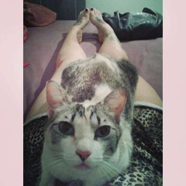 Gato ra a Nenhuma idade 2 anos nome Rebeca e Dark