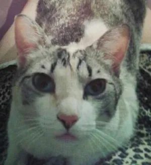 Gato raça Nenhuma idade 2 anos nome Rebeca e Dark